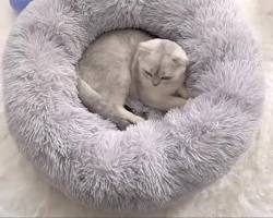 소형견들이 도넛형 침대, 하우스형 침대 등 아늑하고 따뜻한 침대에서 편안하게 잠든 모습 이미지