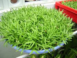 Image result for RAU MẦM CẢI XANH