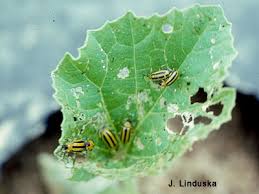 cucumber beetles ile ilgili görsel sonucu