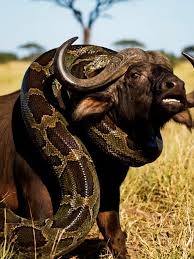 Snake vs Buffalo #GiantSnake #SnakeAttack #WildlifeHorror ...