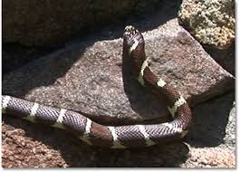 Image result for king snake