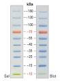 Prestained protein ladder fermentas