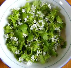 Image result for garlic mustard