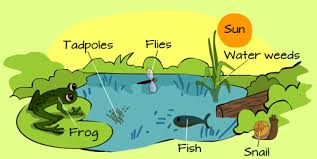 Image result for organisms and their environment