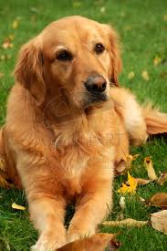 Honey the Golden Retriever Dog by houstonryan - Honey_the_Golden_Retriever_Dog_by_houstonryan