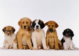 Image result for dog food
