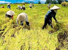 Kết quả hình ảnh cho LÚA gen PSTOL1