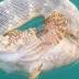 AMAZING PIC: Highly venomous sea snake puts the bite on deadly...