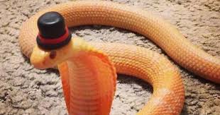 Image result for snakes