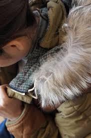 Résultat de recherche d'images pour "geddes parka eddie bauer"