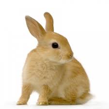 Image result for RABBIT
