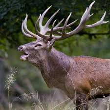 Image result for buck antlers