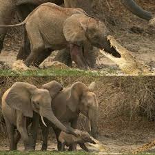 一条鳄鱼Crocodile 咬住一只小象Elephant 的鼻子，企图将小象拖 ...