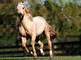 Image result for HORSE