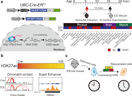 Epigenetic Information Loss: A Cause and Consequence of Mammalian Aging | Signal Transduction and …