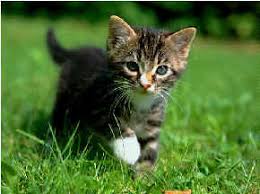 external image images?q=tbn:ANd9GcST73W-NWANVQ6y4QNTzWyFQECoqP6rJodaV9f3qhPt_vb0vAbS