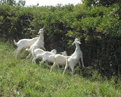 Image of small herd of goats grazing