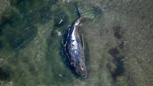 tierarztpraxis janine bahr- van gemmert