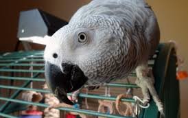 Image result for african grey parrot for sale