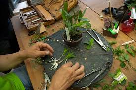 Resultado de imagen para reproduccion de las orquideas