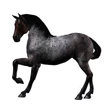 Image result for HORSE