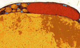 White Fat Cells Morphed Into Calorie-Burning Beige Fat Cells in New Experiment