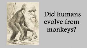 Image result for darwin as monkey