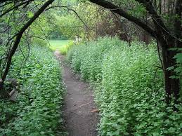 Image result for garlic mustard