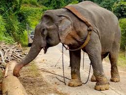 Tiny a été sauvé après avoir travaillé 55 ans comme éléphant dans l'exploitation forestière en Thaïlande et vit désormais en liberté au sanctuaire Following Giants à Krabi. | Facebook