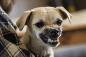 Resultado de imagen para perros