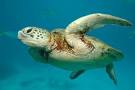 L alimentation des tortues marines
