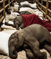 The perfect gift 🐘🦒🦏 you could give or receive for a ...