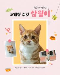 고양이