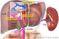 Leber vitamine speichern