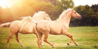 Image result for HORSE