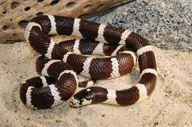 Image result for king snake