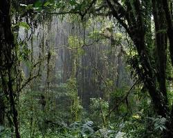 Image of Santa Elena Cloud Forest, Costa Rica