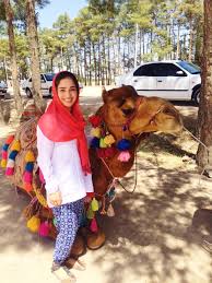 Image result for IRAN HORSES