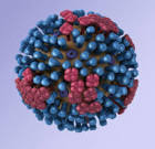 Virus h3n2