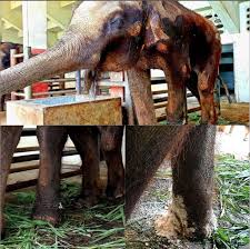 Es sind grausame Bilder! „Horror-Zoo“ in Bangkok- Elefanten ...