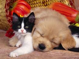 Image result for cat and animals