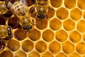 Картинки по запросу картинки пчёл мёда
