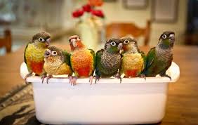 Image result for african grey parrot for sale