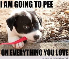Dogs Are Funny - Part 4 via Relatably.com