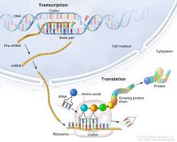 Image of Transcription