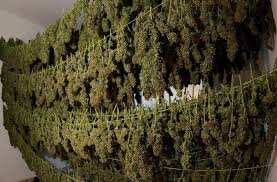 Resultado de imagen de Legalization