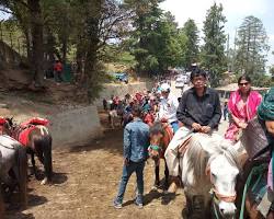 Image of Horse riding in Kufri