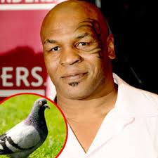 &quot;Pigeon Whisperer&quot; Mike Tyson Goes Coo-Coo in Video Greeting Card - 300.tyson.pigeon.lc.032210