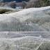 Spider plagues takeover Tassie trees