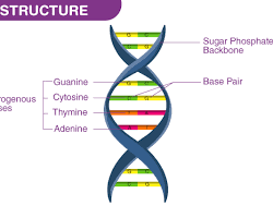 صورة DNA structure